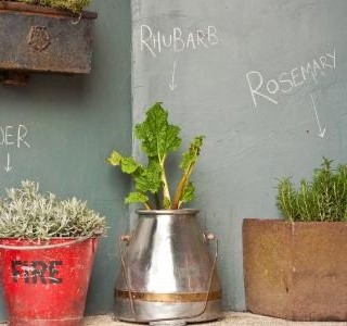 Březen je ideální čas pro sadbu bylinek: Vypěstujte si doma bylinky ze semínek…