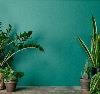 Pět rostlin pro váš klidný a hluboký spánek
