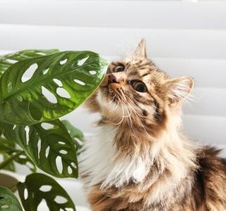 Pokojovky bezpečné pro domácí mazlíčky, a  kterým rostlinám se raději vyhnout