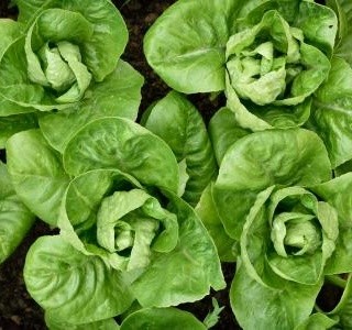 Zklidněte své nervy a žaludek každodenním pojídáním listů salátu
