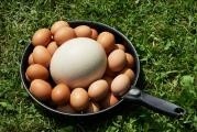 Pštrosí vejce