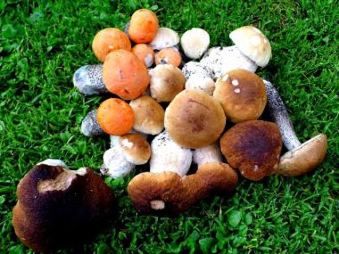 Rizoto s pórkem a houbami