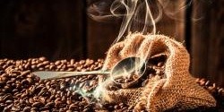Káva z Indie roste ve stínu
