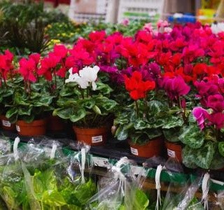 5 důvodů, proč dát šanci rostlinám ze supermarketu