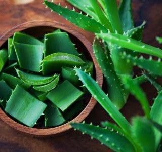 Aloe vera – okrasná rostlina, ale i malá domácí lékárnička