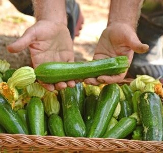 Cuketová sezona vrcholí. Jak zeleninu skladovat a co z ní připravit? 