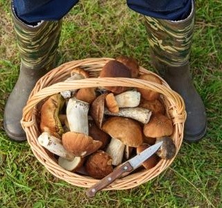 Jak uchovávat houby? Vyzkoušejte pastu a houbové koření! 