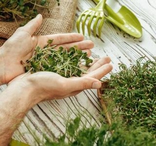 Microgreens - vypěstujte si doma zdravou zeleninu i bez zahrádky…